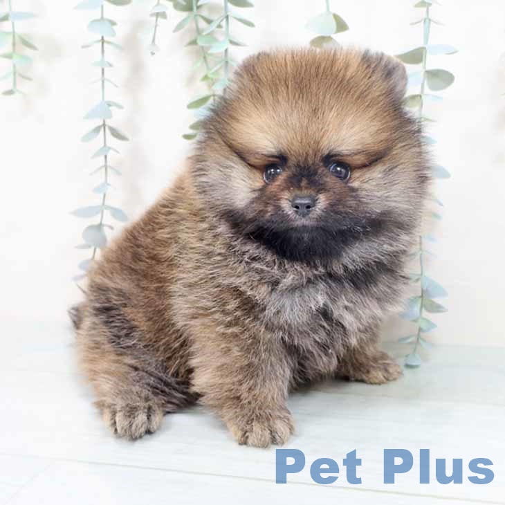大阪府のポメラニアン (ペットプラス イオン大日店/2025年10月16日生まれ/男の子/オレンジセーブル)の子犬の2枚目の画像