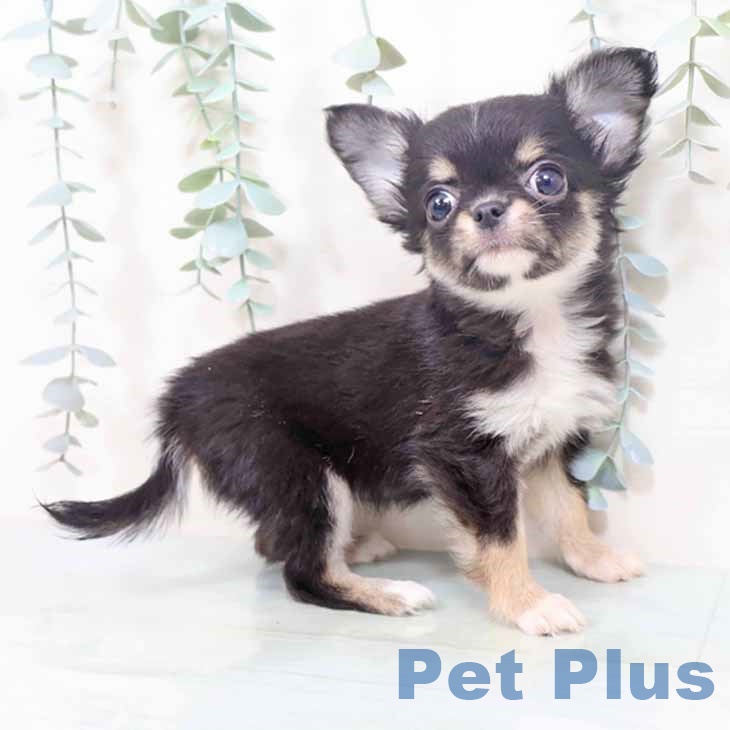 兵庫県のチワワ(ロング) (ペットプラス 神戸三宮店/2025年10月10日生まれ/女の子/ブラックタンホワイト)の子犬の1枚目の画像