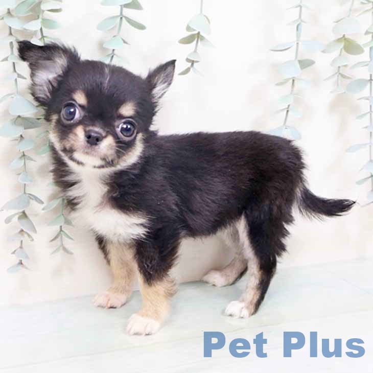 兵庫県のチワワ(ロング) (ペットプラス 神戸三宮店/2025年10月10日生まれ/女の子/ブラックタンホワイト)の子犬の2枚目の画像