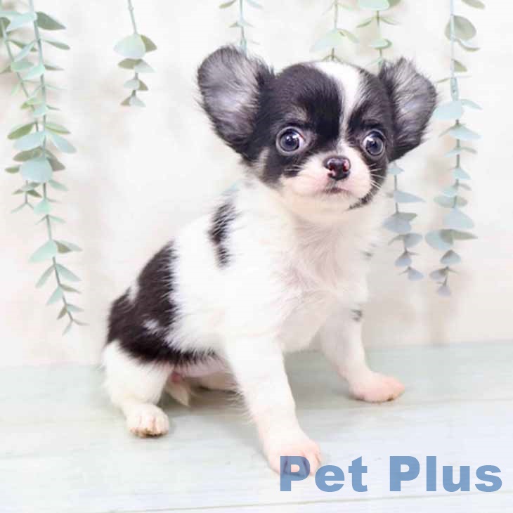 大阪府のチワワ(ロング) (ペットプラス イオン大日店/2025年10月10日生まれ/女の子/ホワイトブラックタン)の子犬の1枚目の画像