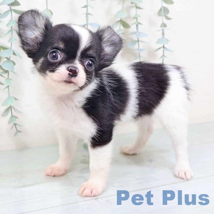 大阪府のチワワ(ロング) (ペットプラス イオン大日店/2025年10月10日生まれ/女の子/ホワイトブラックタン)の子犬の2枚目の画像
