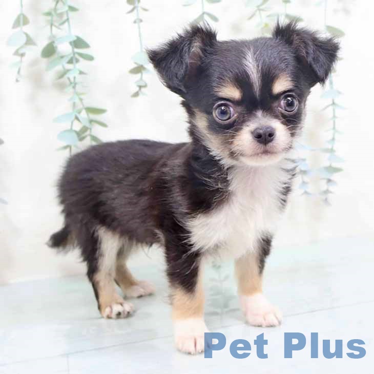 大阪府のチワワ(ロング) (ペットプラス 四條畷店/2025年10月10日生まれ/男の子/ブラックタンホワイト)の子犬の1枚目の画像