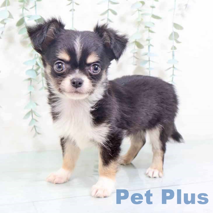 大阪府のチワワ(ロング) (ペットプラス 四條畷店/2025年10月10日生まれ/男の子/ブラックタンホワイト)の子犬の2枚目の画像