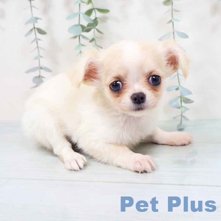 大阪府のチワワ(ロング) (ペットプラス 四條畷店/2025年10月10日生まれ/女の子/クリームホワイト)の子犬の1枚目の画像