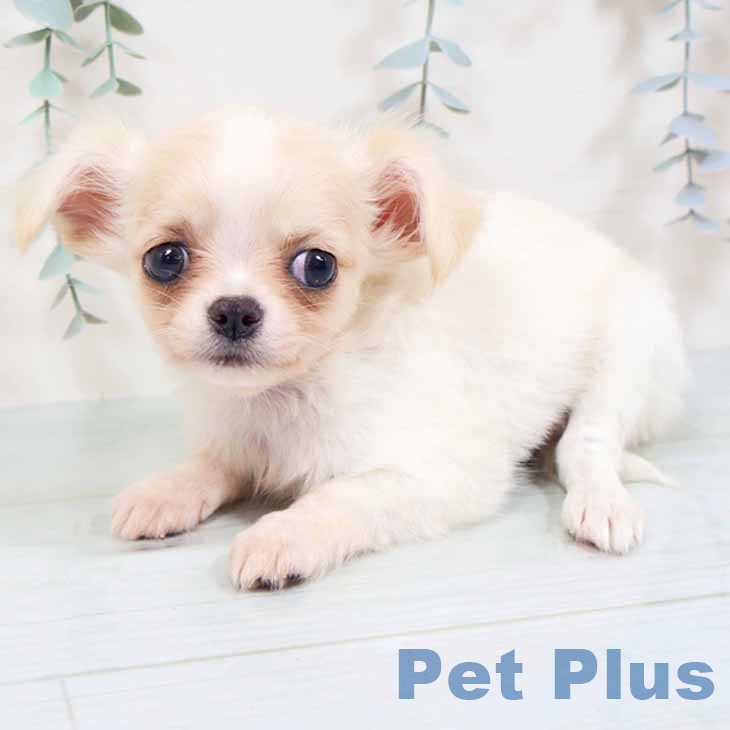 大阪府のチワワ(ロング) (ペットプラス 四條畷店/2025年10月10日生まれ/女の子/クリームホワイト)の子犬の2枚目の画像