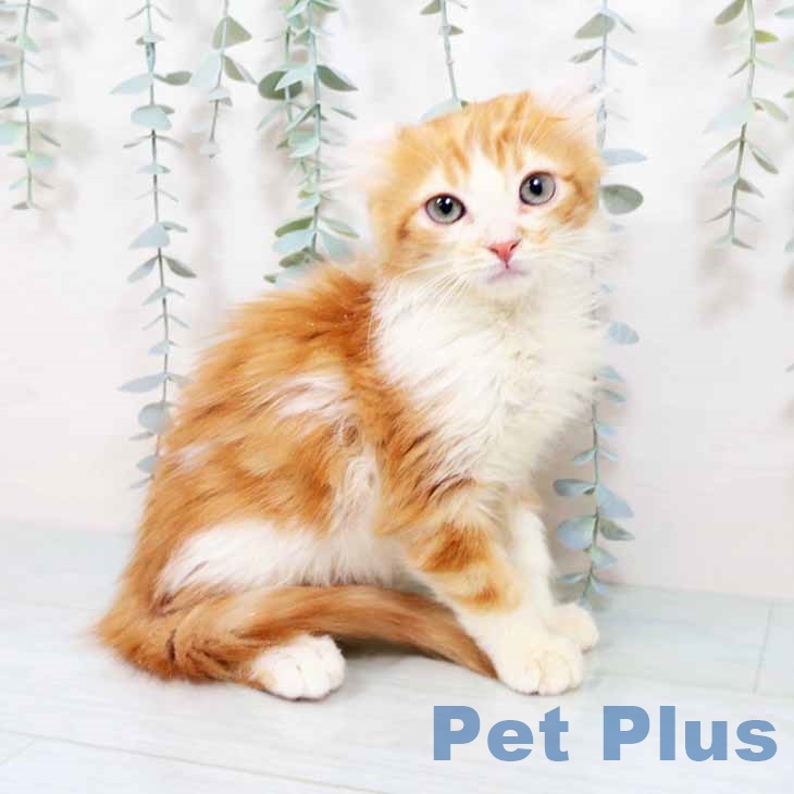 京都府のアメリカンカール (ペットプラス イオンモールKYOTO店/2025年9月29日生まれ/男の子/レッドタビーホワイト)の子猫の1枚目の画像