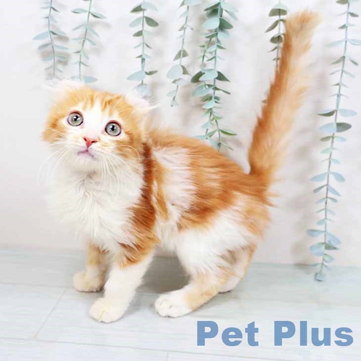 京都府のアメリカンカール (ペットプラス イオンモールKYOTO店/2025年9月29日生まれ/男の子/レッドタビーホワイト)の子猫の2枚目の画像