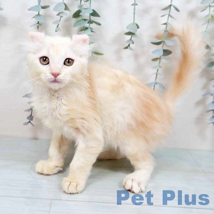 大阪府のアメリカンカール (ペットプラス イオン大日店/2025年9月29日生まれ/女の子/クリームタビーホワイト)の子猫の1枚目の画像