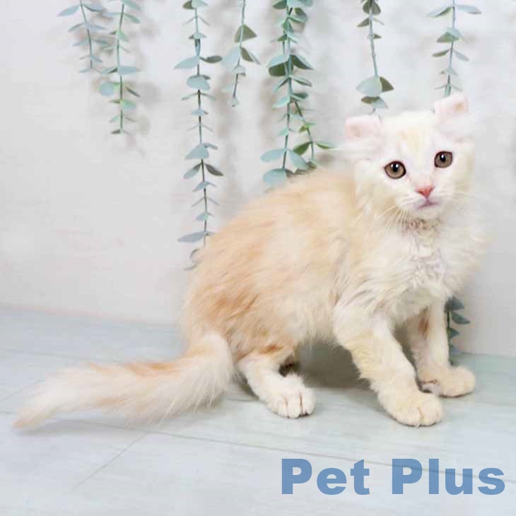 大阪府のアメリカンカール (ペットプラス イオン大日店/2025年9月29日生まれ/女の子/クリームタビーホワイト)の子猫の2枚目の画像