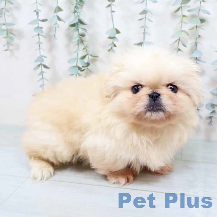 新潟県のペキニーズ (ペットプラス 新潟南店/2025年10月9日生まれ/男の子/クリーム)の子犬の1枚目の画像