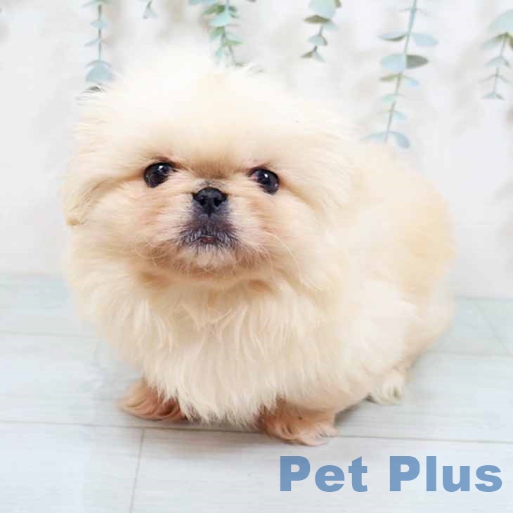 新潟県のペキニーズ (ペットプラス 新潟南店/2025年10月9日生まれ/男の子/クリーム)の子犬の2枚目の画像