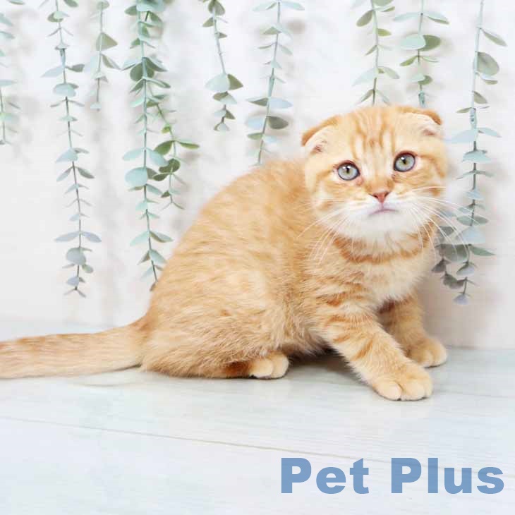 大阪府のスコティッシュフォールド (ペットプラス イオン大日店/2025年10月2日生まれ/男の子/レッドタビー)の子猫の1枚目の画像