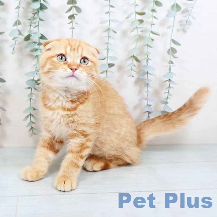大阪府のスコティッシュフォールド (ペットプラス イオン大日店/2025年10月2日生まれ/男の子/レッドタビー)の子猫の2枚目の画像