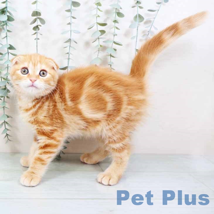 大阪府のスコティッシュフォールド (ペットプラス 鶴見店/2025年10月2日生まれ/女の子/レッドタビー)の子猫の1枚目の画像