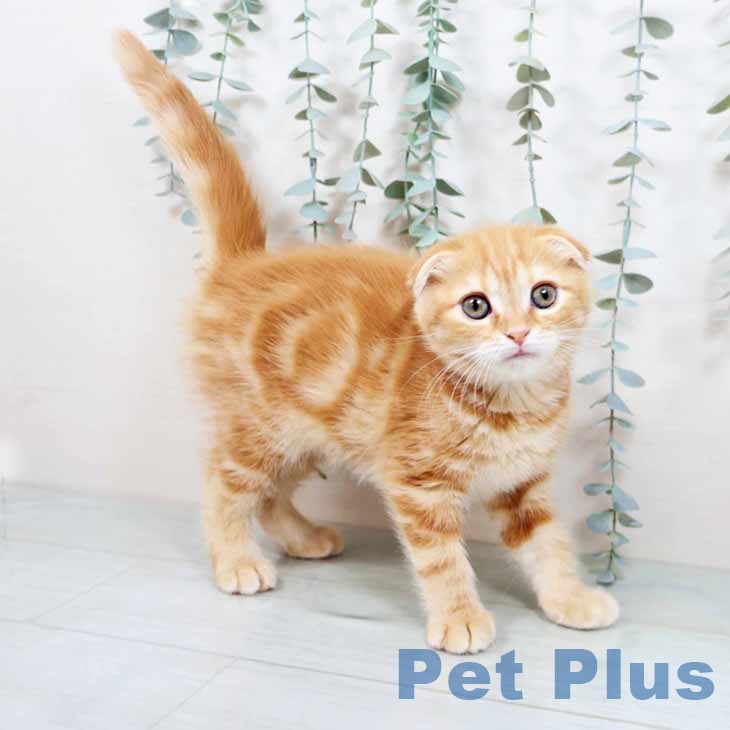 大阪府のスコティッシュフォールド (ペットプラス 鶴見店/2025年10月2日生まれ/女の子/レッドタビー)の子猫の2枚目の画像