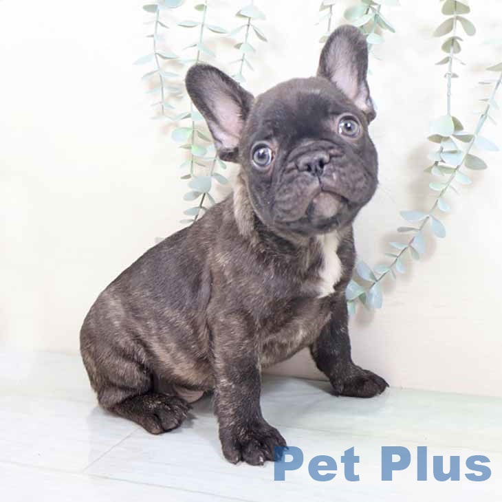 京都府のフレンチブルドッグ (ペットプラス イオンモールKYOTO店/2025年10月12日生まれ/男の子/ブリンドル)の子犬の1枚目の画像