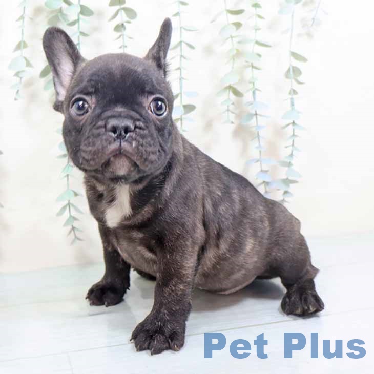 京都府のフレンチブルドッグ (ペットプラス イオンモールKYOTO店/2025年10月12日生まれ/男の子/ブリンドル)の子犬の2枚目の画像