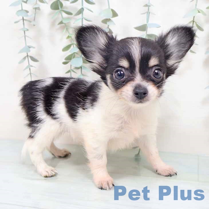 兵庫県のチワワ(ロング) (ペットプラス 神戸三宮店/2025年10月3日生まれ/女の子/ホワイトブラックタン)の子犬の1枚目の画像