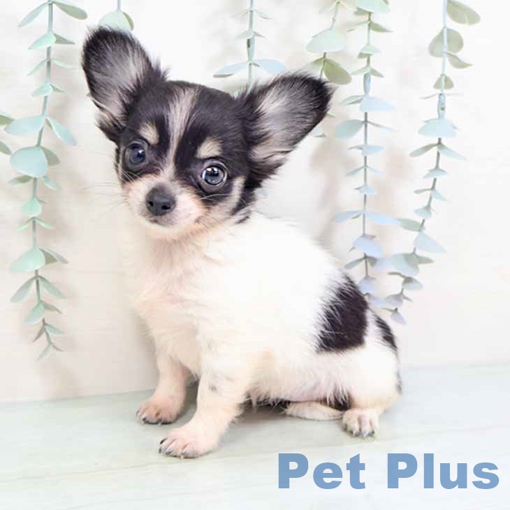 兵庫県のチワワ(ロング) (ペットプラス 神戸三宮店/2025年10月3日生まれ/女の子/ホワイトブラックタン)の子犬の2枚目の画像