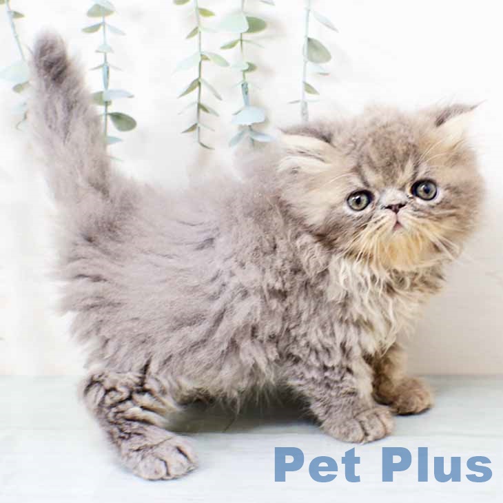 大阪府のエキゾチック (ペットプラス 四條畷店/2025年10月19日生まれ/男の子/ブルー)の子猫の1枚目の画像
