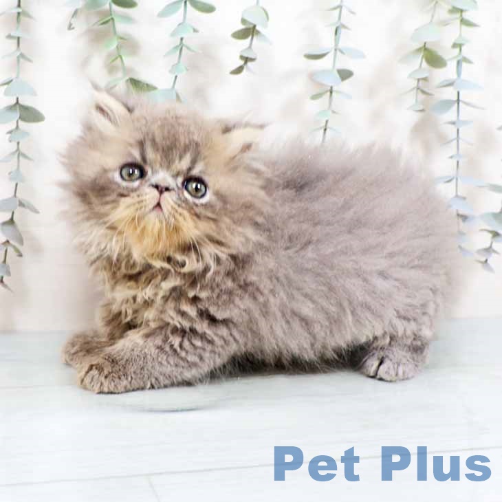 大阪府のエキゾチック (ペットプラス 四條畷店/2025年10月19日生まれ/男の子/ブルー)の子猫の2枚目の画像