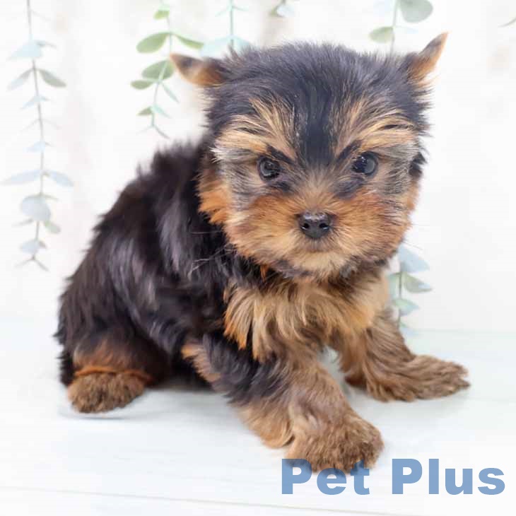 ヨークシャー・テリア