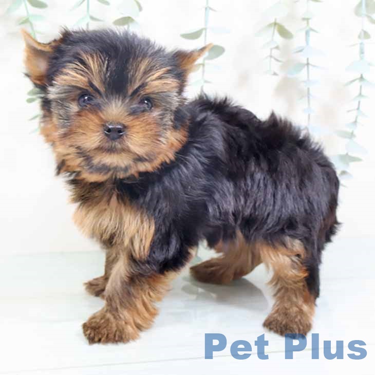 ヨークシャー・テリアの写真2