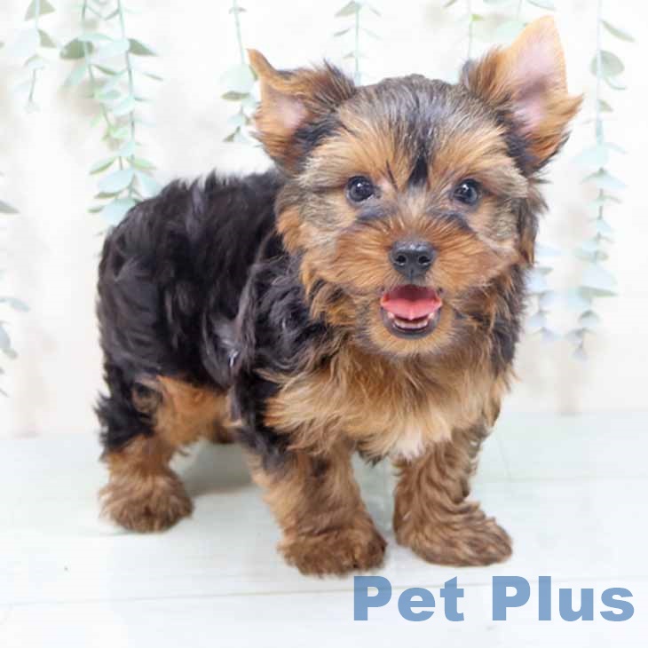 大阪府のヨークシャーテリア (ペットプラス 堺北花田店/2025年10月18日生まれ/男の子/スチールブルータン)の子犬の2枚目の画像