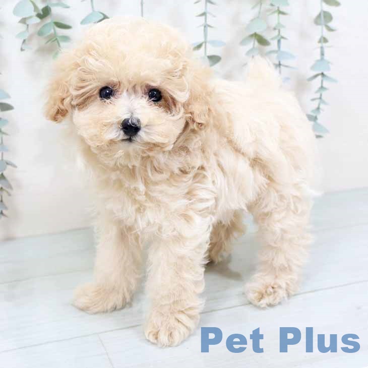 兵庫県のトイプードル(トイ) (ペットプラス 神戸三宮店/2025年10月15日生まれ/女の子/クリーム)の子犬の1枚目の画像