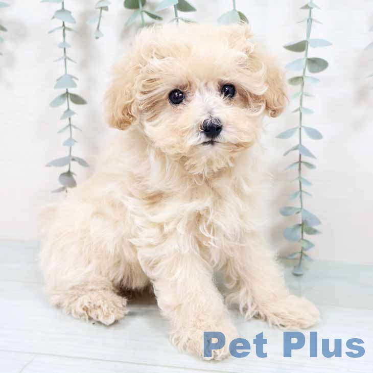 兵庫県のトイプードル(トイ) (ペットプラス 神戸三宮店/2025年10月15日生まれ/女の子/クリーム)の子犬の2枚目の画像
