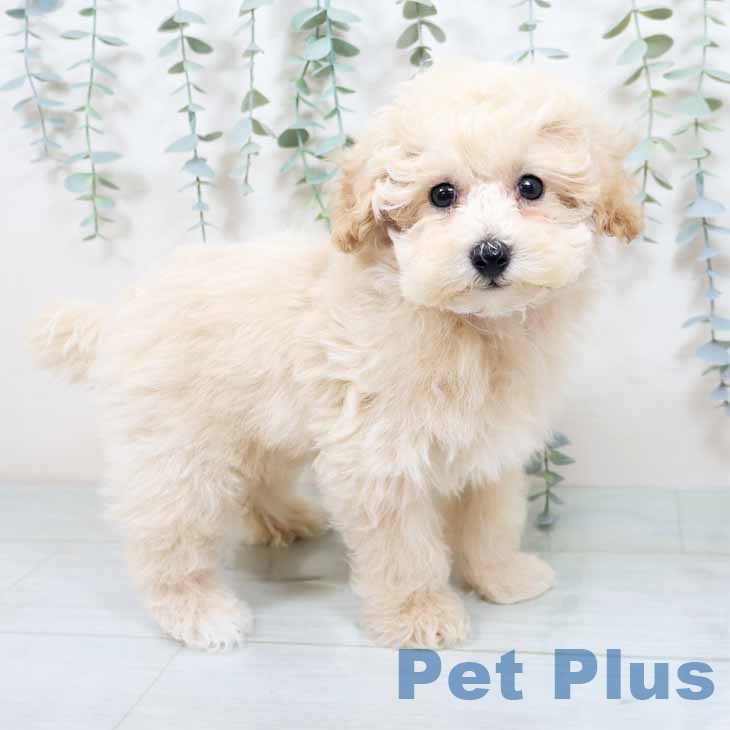 大阪府のトイプードル(トイ) (ペットプラス 鶴見店/2025年10月15日生まれ/男の子/クリーム)の子犬の1枚目の画像