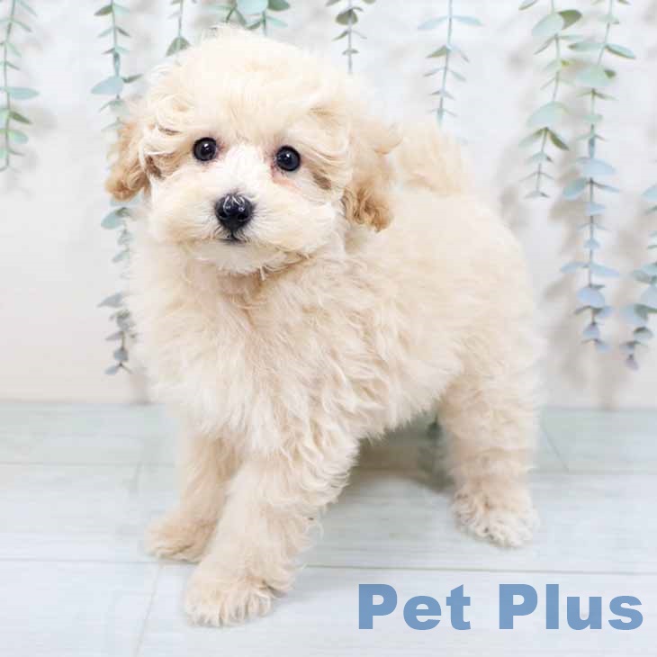 大阪府のトイプードル(トイ) (ペットプラス 鶴見店/2025年10月15日生まれ/男の子/クリーム)の子犬の2枚目の画像