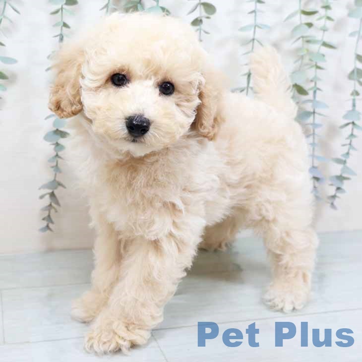 大阪府のトイプードル(トイ) (ペットプラス 堺北花田店/2025年10月15日生まれ/男の子/クリーム)の子犬の1枚目の画像