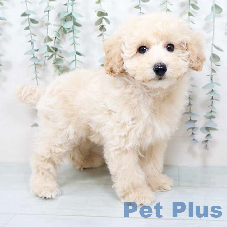 大阪府のトイプードル(トイ) (ペットプラス 堺北花田店/2025年10月15日生まれ/男の子/クリーム)の子犬の2枚目の画像
