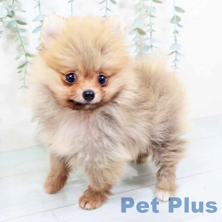 兵庫県のポメラニアン (ペットプラス 明石店/2025年10月18日生まれ/男の子/オレンジセーブル)の子犬の1枚目の画像