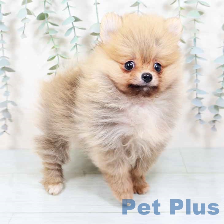 兵庫県のポメラニアン (ペットプラス 明石店/2025年10月18日生まれ/男の子/オレンジセーブル)の子犬の2枚目の画像