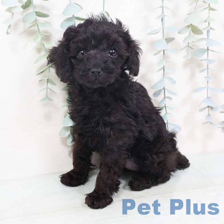 京都府のトイプードル(トイ) (ペットプラス 京都桂川店/2025年10月20日生まれ/女の子/ブラック)の子犬の1枚目の画像