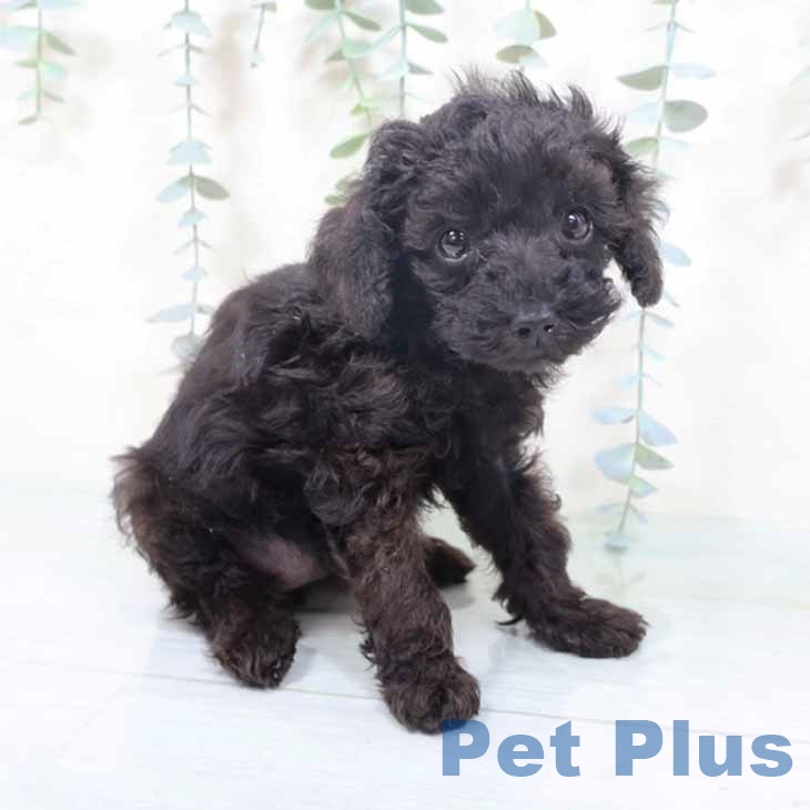 京都府のトイプードル(トイ) (ペットプラス 京都桂川店/2025年10月20日生まれ/女の子/ブラック)の子犬の2枚目の画像