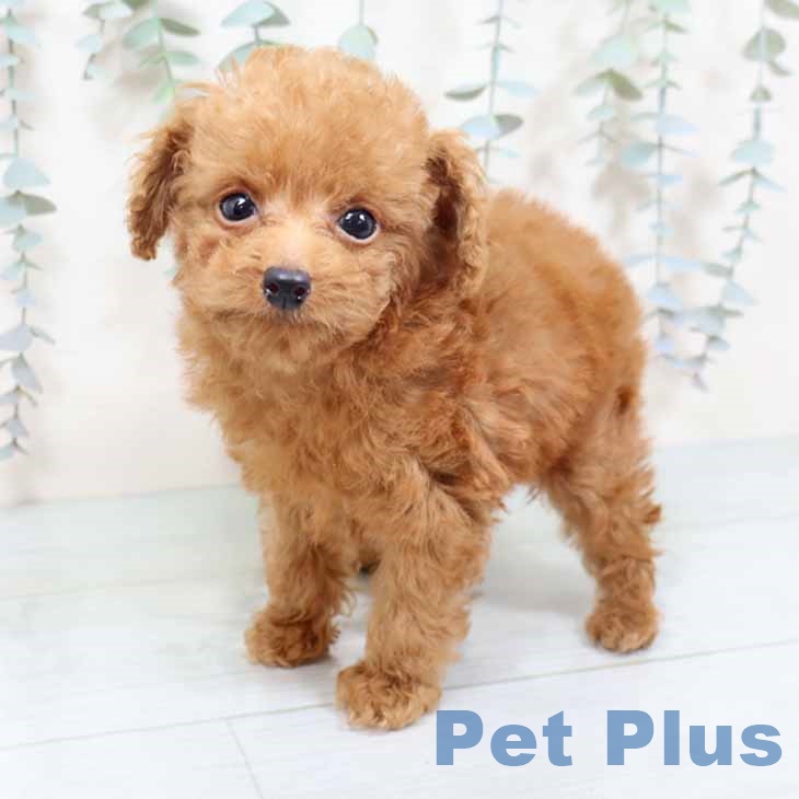 大阪府のトイプードル(トイ) (ペットプラス 大阪ドームシティ店/2025年10月12日生まれ/男の子/レッド)の子犬の1枚目の画像