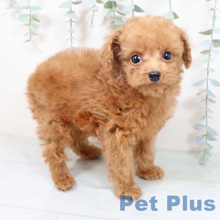 大阪府のトイプードル(トイ) (ペットプラス 大阪ドームシティ店/2025年10月12日生まれ/男の子/レッド)の子犬の2枚目の画像