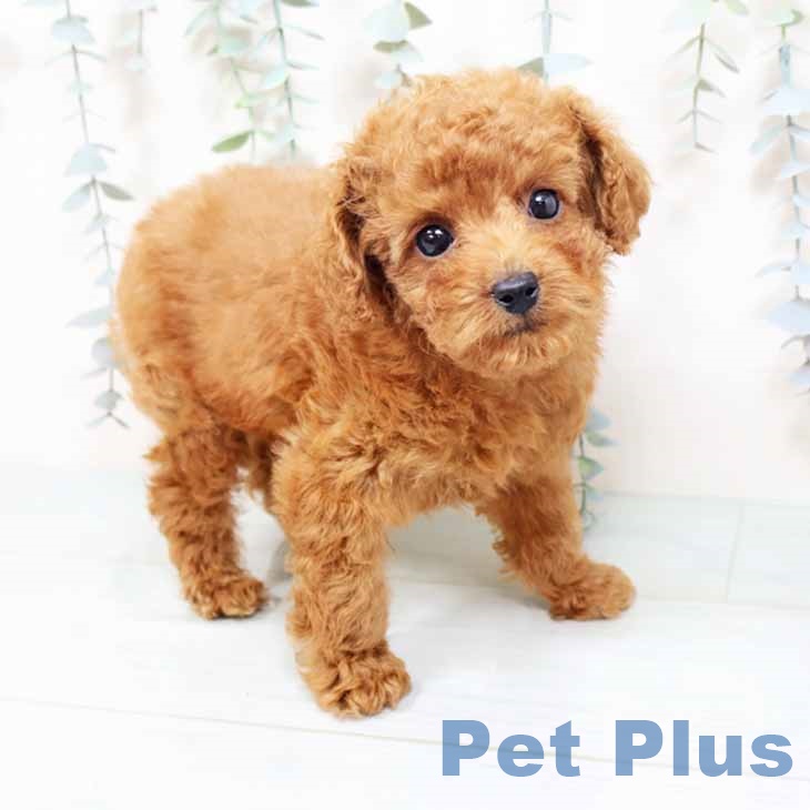 大阪府のトイプードル(トイ) (ペットプラス イオン大日店/2025年10月12日生まれ/女の子/レッド)の子犬の2枚目の画像