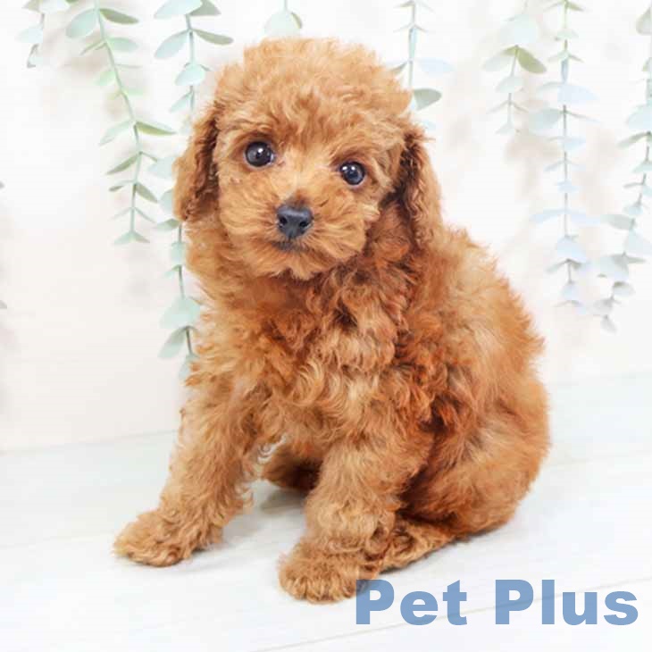 大阪府のトイプードル(トイ) (ペットプラス りんくう泉南店/2025年10月12日生まれ/女の子/レッド)の子犬の1枚目の画像