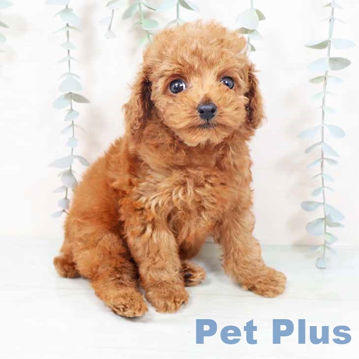 大阪府のトイプードル(トイ) (ペットプラス りんくう泉南店/2025年10月12日生まれ/女の子/レッド)の子犬の2枚目の画像