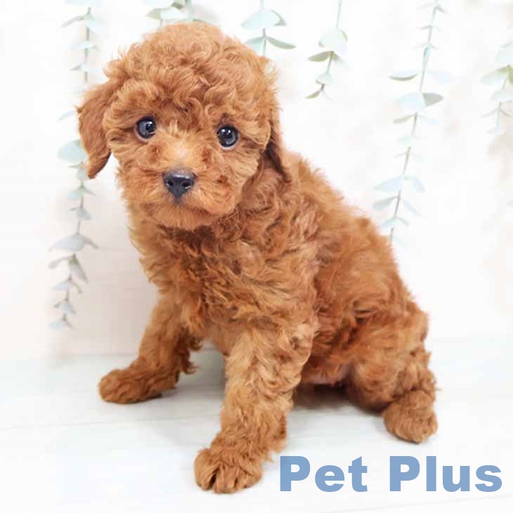 トイ・プードル