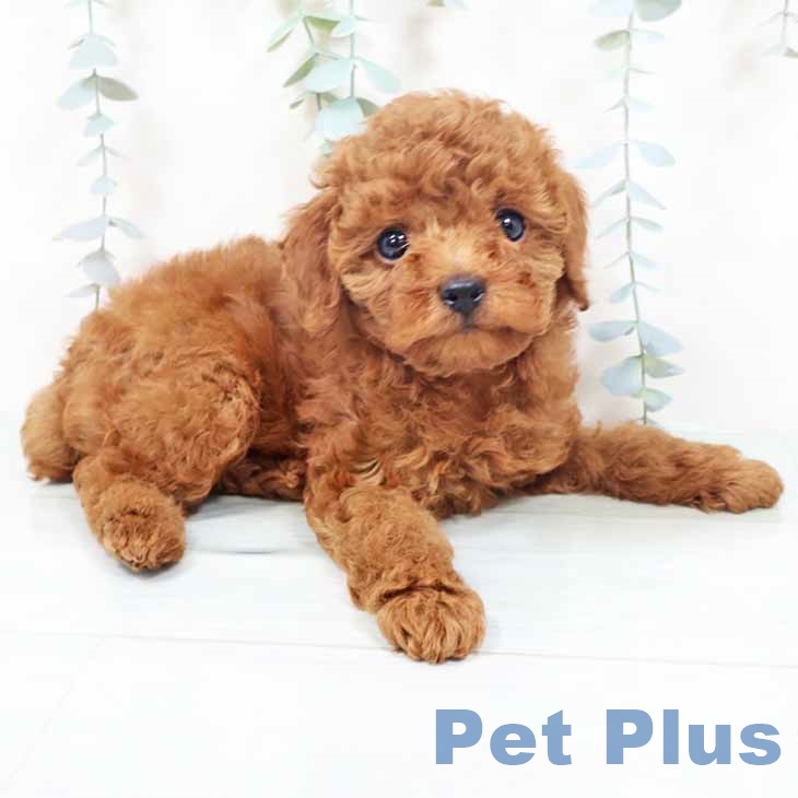 トイ・プードルの写真2