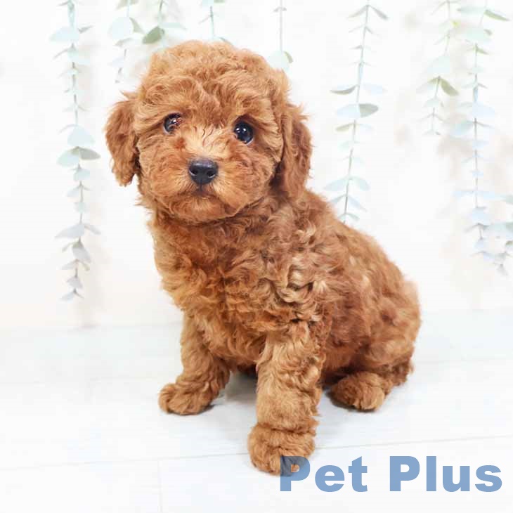 大阪府のトイプードル(トイ) (ペットプラス 鶴見店/2025年10月20日生まれ/女の子/レッド)の子犬の1枚目の画像