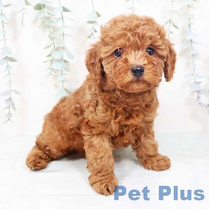 大阪府のトイプードル(トイ) (ペットプラス 鶴見店/2025年10月20日生まれ/女の子/レッド)の子犬の2枚目の画像