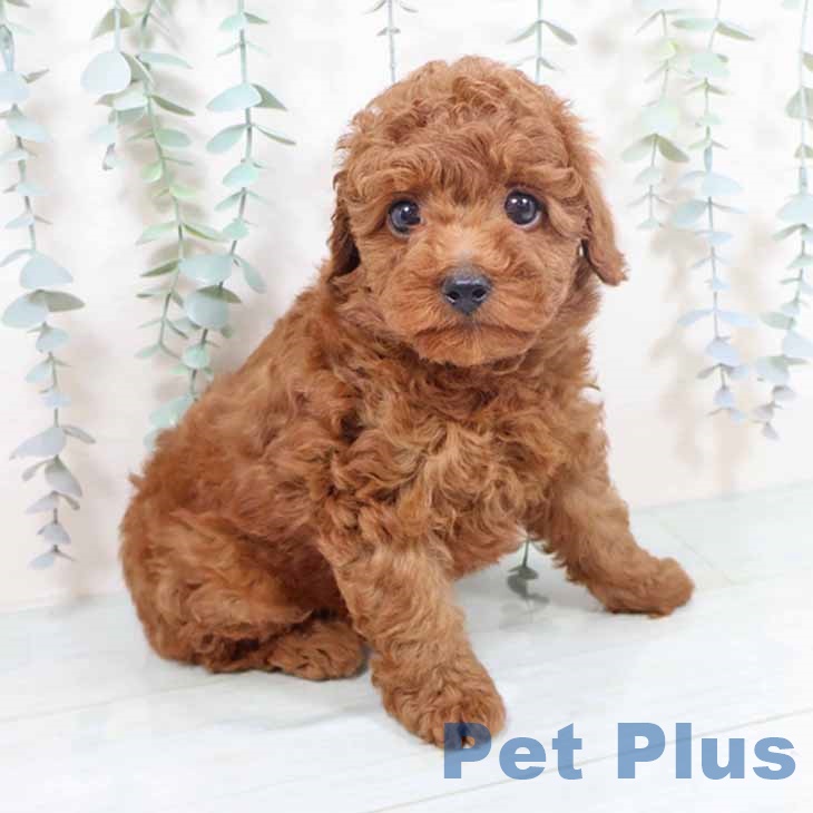 京都府のトイプードル(トイ) (ペットプラス 久御山店/2025年10月20日生まれ/女の子/レッド)の子犬の1枚目の画像