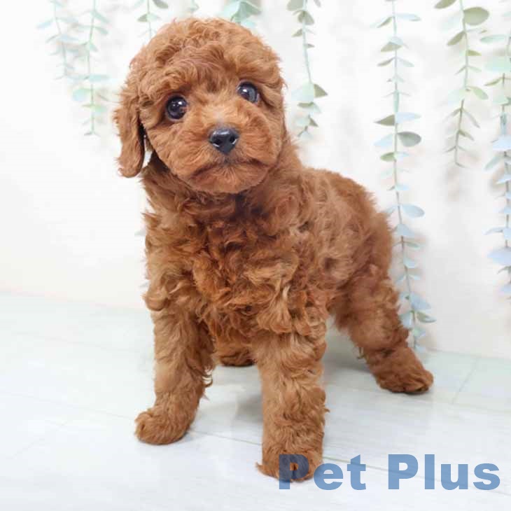 京都府のトイプードル(トイ) (ペットプラス 久御山店/2025年10月20日生まれ/女の子/レッド)の子犬の2枚目の画像