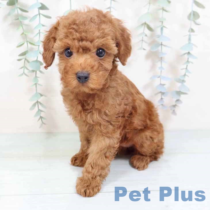 トイ・プードル